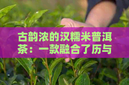 古韵浓的汉糯米普洱茶：一款融合了历与现代口感的独特佳品