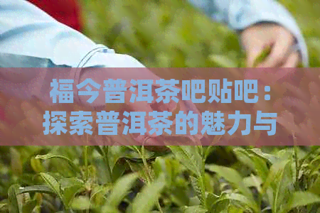 福今普洱茶吧贴吧：探索普洱茶的魅力与传承，共享茶文化心得