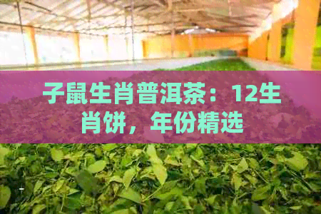 子鼠生肖普洱茶：12生肖饼，年份精选