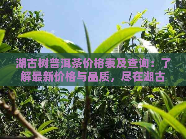 湖古树普洱茶价格表及查询：了解最新价格与品质，尽在湖古树普洱茶！