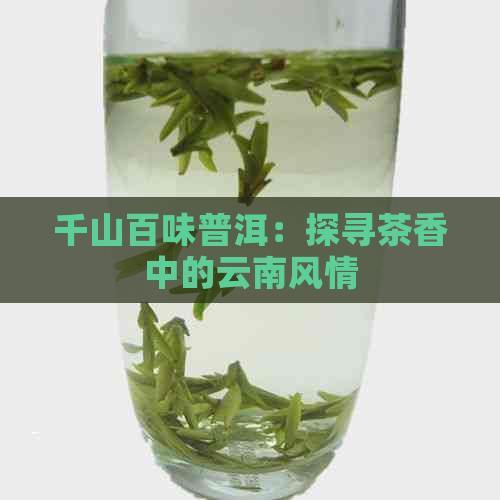 千山百味普洱：探寻茶香中的云南风情