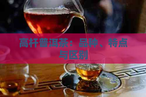 高杆普洱茶：品种、特点与区别