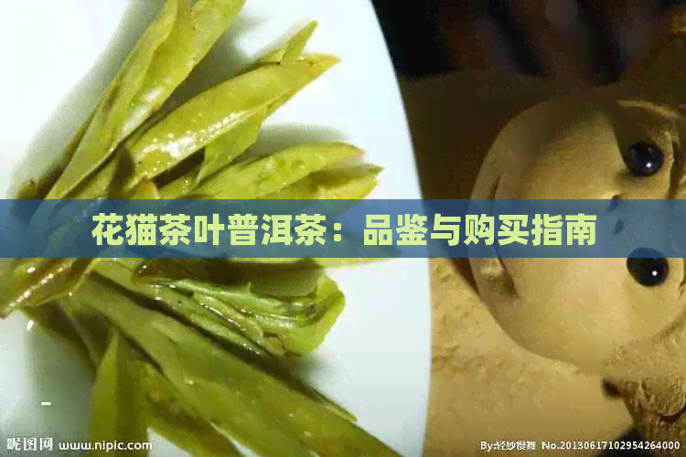 花猫茶叶普洱茶：品鉴与购买指南