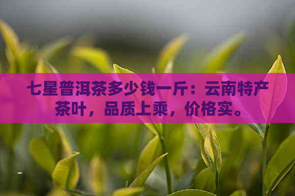 七星普洱茶多少钱一斤：云南特产茶叶，品质上乘，价格实。