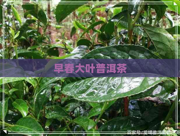 早春大叶普洱茶