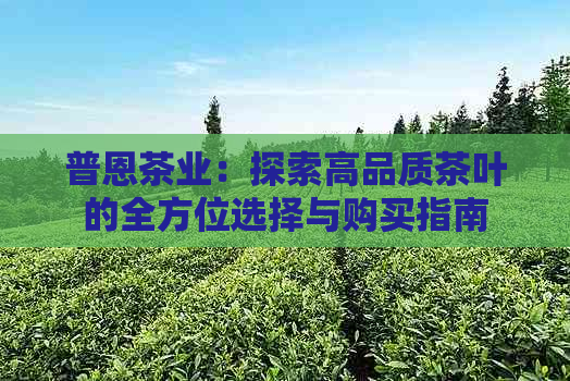 普恩茶业：探索高品质茶叶的全方位选择与购买指南