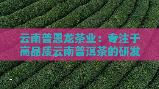 云南普恩龙茶业：专注于高品质云南普洱茶的研发与生产