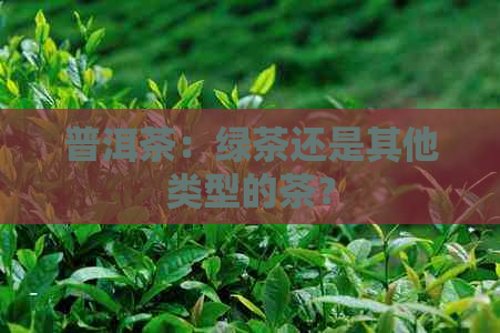 普洱茶：绿茶还是其他类型的茶？