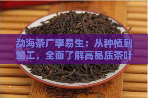 勐海茶厂李易生：从种植到加工，全面了解高品质茶叶的制作过程与品质保障