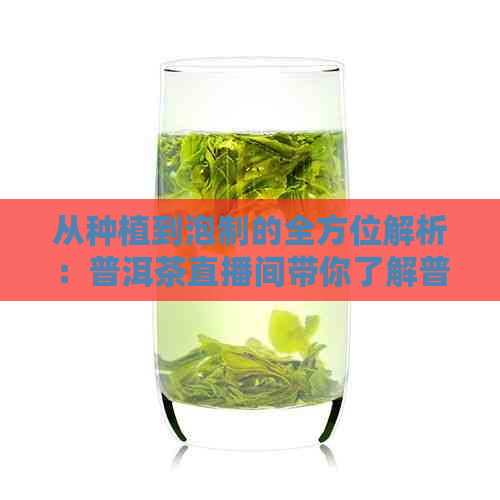 从种植到泡制的全方位解析：普洱茶直播间带你了解普洱茶的魅力与品鉴技巧