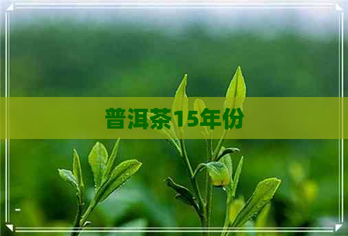 普洱茶15年份