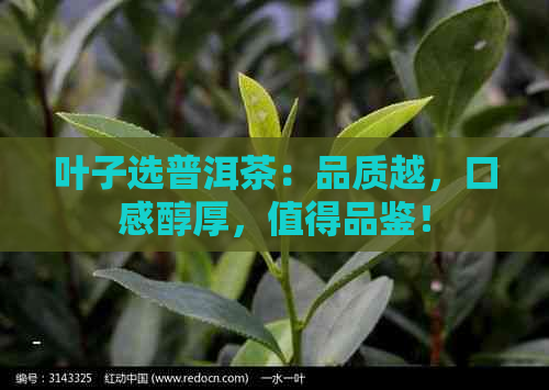 叶子选普洱茶：品质越，口感醇厚，值得品鉴！