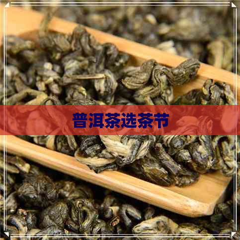 普洱茶选茶节