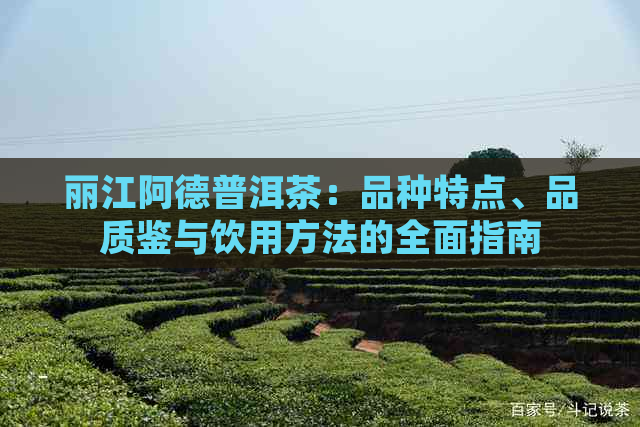 丽江阿德普洱茶：品种特点、品质鉴与饮用方法的全面指南