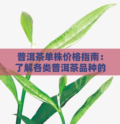 普洱茶单株价格指南：了解各类普洱茶品种的市场行情与价值