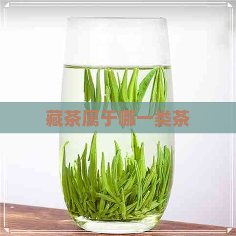 藏茶属于哪一类茶