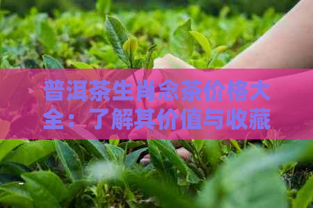 普洱茶生肖念茶价格大全：了解其价值与收藏意义