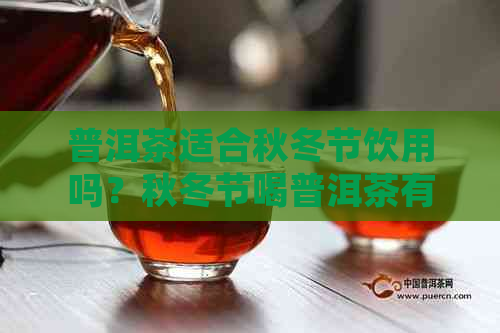 普洱茶适合秋冬节饮用吗？秋冬节喝普洱茶有什么好处和注意事项？