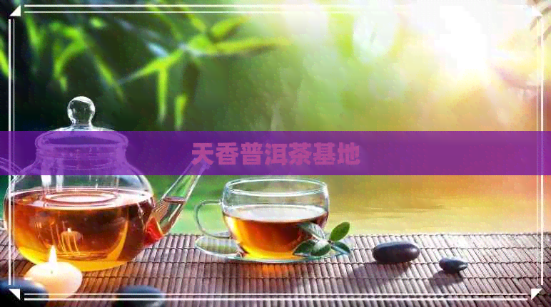 天香普洱茶基地