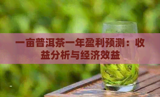 一亩普洱茶一年盈利预测：收益分析与经济效益