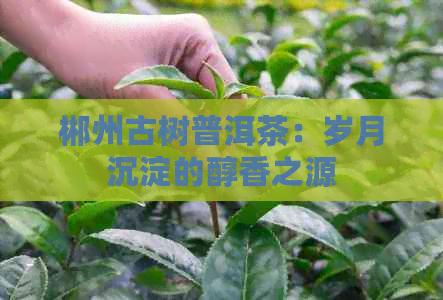 郴州古树普洱茶：岁月沉淀的醇香之源