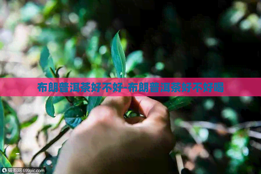 布朗普洱茶好不好-布朗普洱茶好不好喝