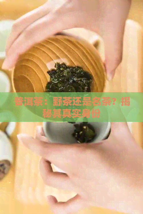 普洱茶：野茶还是名茶？揭秘其真实身份