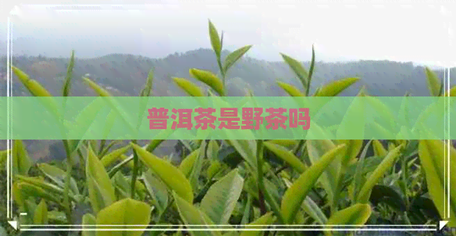 普洱茶是野茶吗