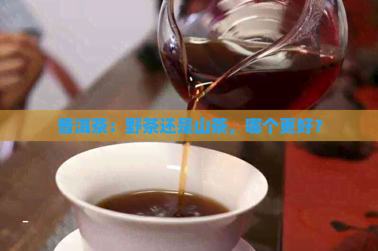 普洱茶：野茶还是山茶，哪个更好？