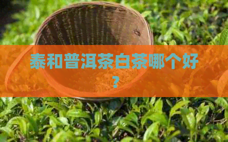 泰和普洱茶白茶哪个好？