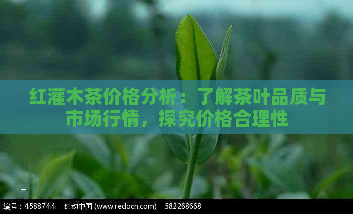 红灌木茶价格分析：了解茶叶品质与市场行情，探究价格合理性