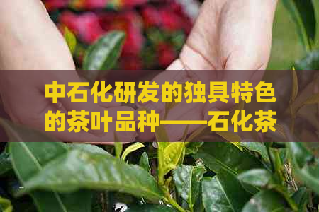 中石化研发的独具特色的茶叶品种——石化茶