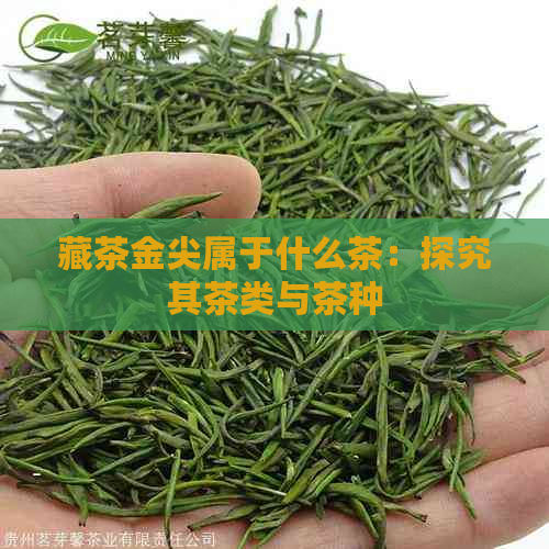 藏茶金尖属于什么茶：探究其茶类与茶种