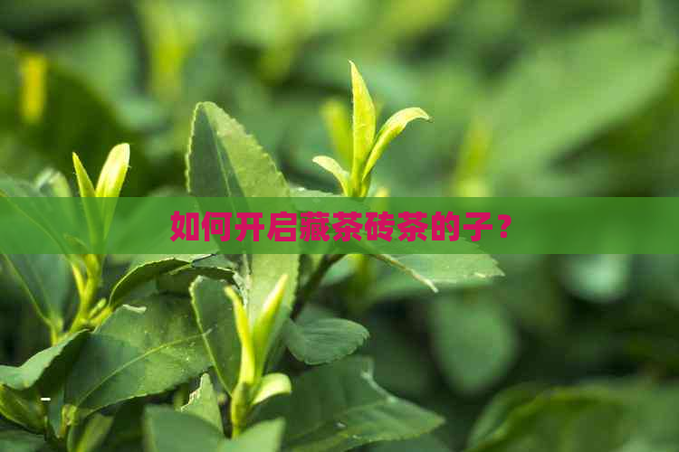 如何开启藏茶砖茶的子？