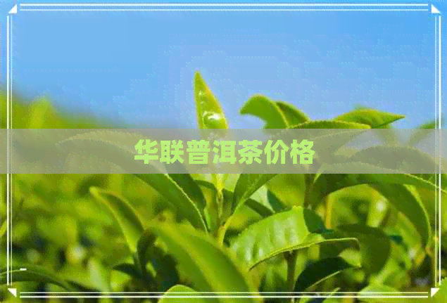 华联普洱茶价格