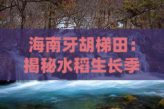 海南牙胡梯田：揭秘水稻生长季里的绝美观赏期