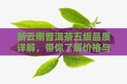 新云南普洱茶五级品质详解，带你了解价格与口感之间的关系