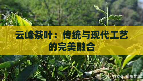 云峰茶叶：传统与现代工艺的完美融合