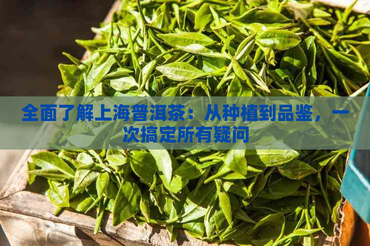 全面了解上海普洱茶：从种植到品鉴，一次搞定所有疑问