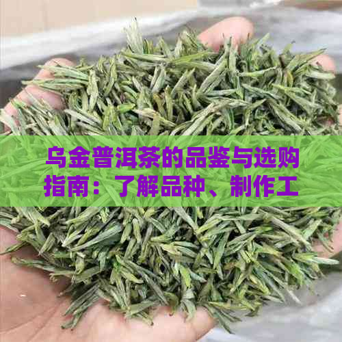 乌金普洱茶的品鉴与选购指南：了解品种、制作工艺和口感特点