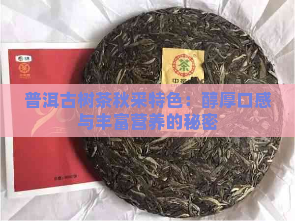 普洱古树茶秋采特色：醇厚口感与丰富营养的秘密