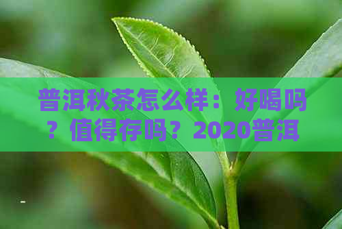 普洱秋茶怎么样：好喝吗？值得存吗？2020普洱秋茶价格和上市时间