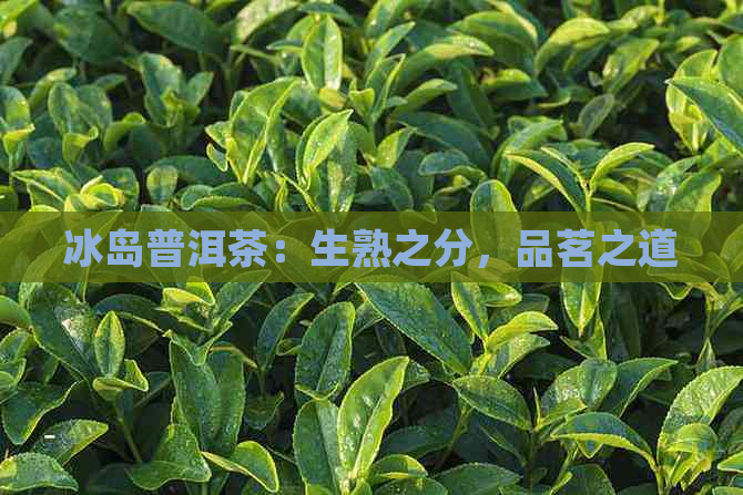 冰岛普洱茶：生熟之分，品茗之道