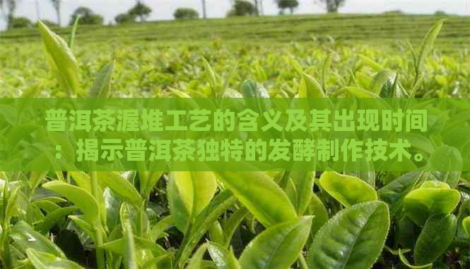 普洱茶渥堆工艺的含义及其出现时间：揭示普洱茶独特的发酵制作技术。