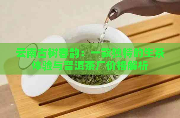 云南古树春韵：一款独特的生茶体验与普洱茶厂价格解析