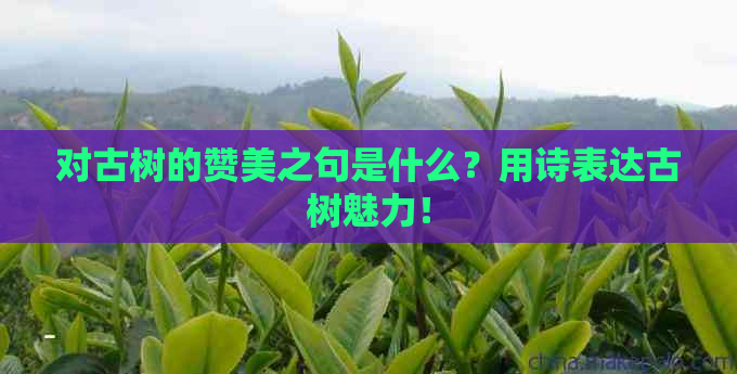 对古树的赞美之句是什么？用诗表达古树魅力！