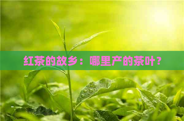 红茶的故乡：哪里产的茶叶？