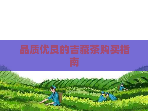 品质优良的吉藏茶购买指南