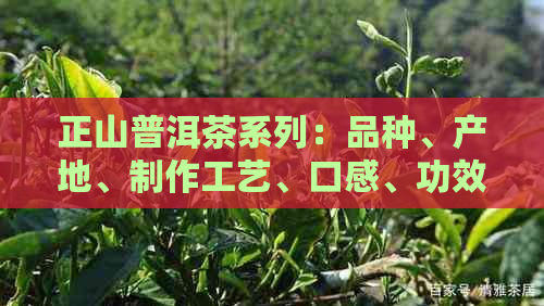 正山普洱茶系列：品种、产地、制作工艺、口感、功效与泡法全面解析