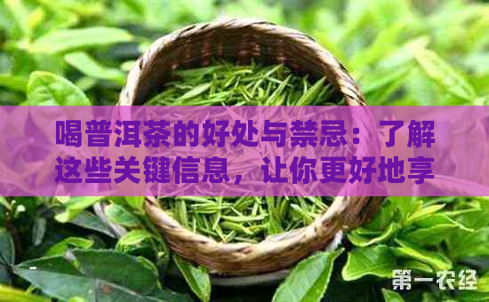 喝普洱茶的好处与禁忌：了解这些关键信息，让你更好地享受普洱茶的美好！